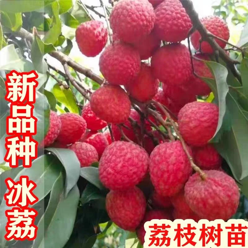 冰荔荔枝树苗高端新品种带土带叶发货正宗嫁接苗栽种种植