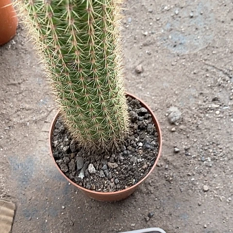 时光毛花毛花3578999