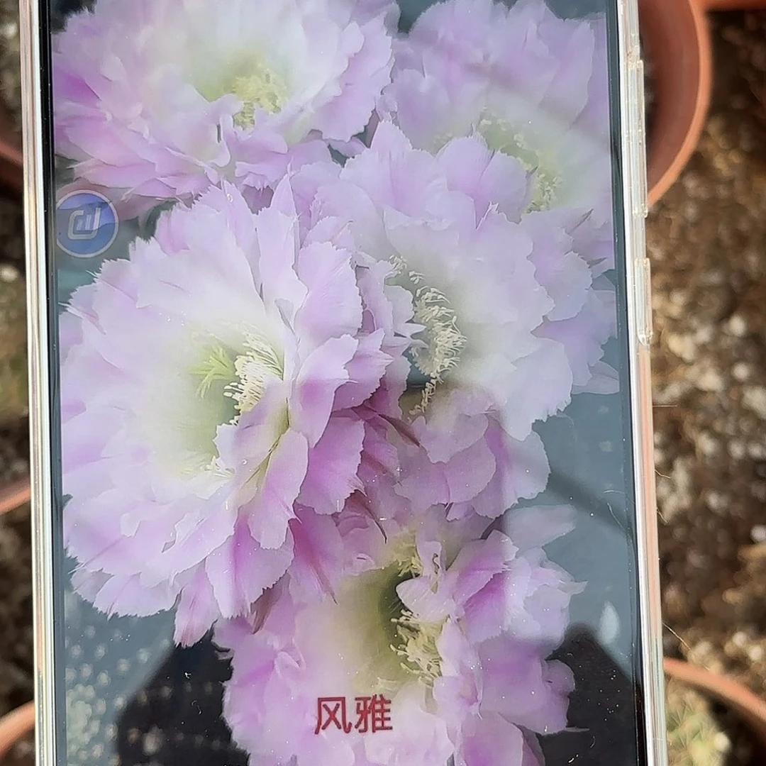 带根风雅彩侧牙20包邮