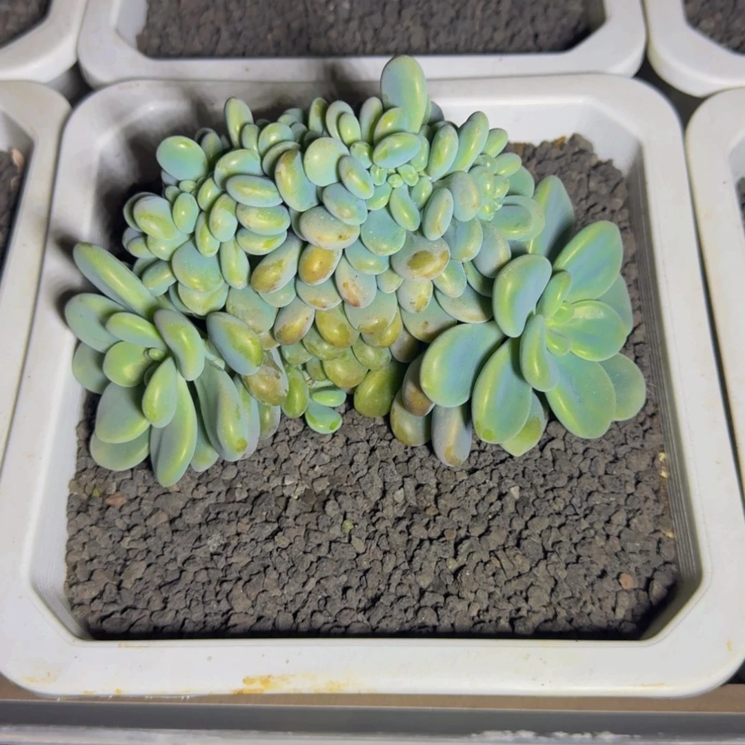 洛神 缀化 一物一拍