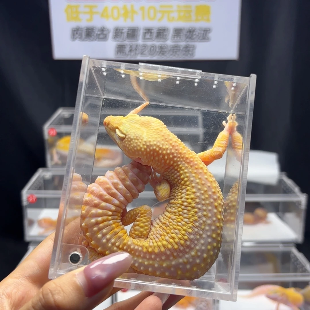 豹纹守宫无纹暴龙母