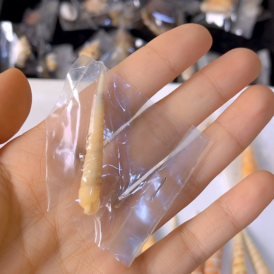 大理石磁石大****旺天然贝壳特价款不退不换