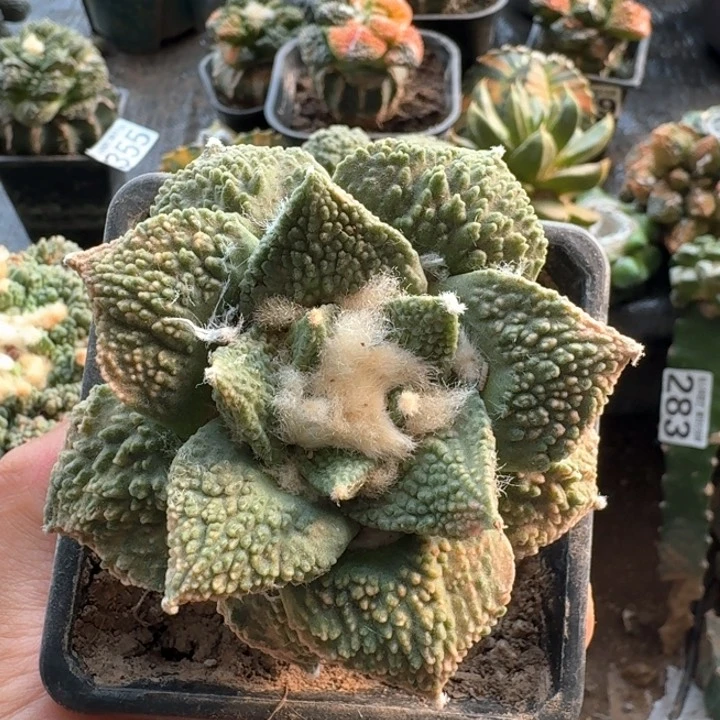 411哥斯拉红锦仙人球