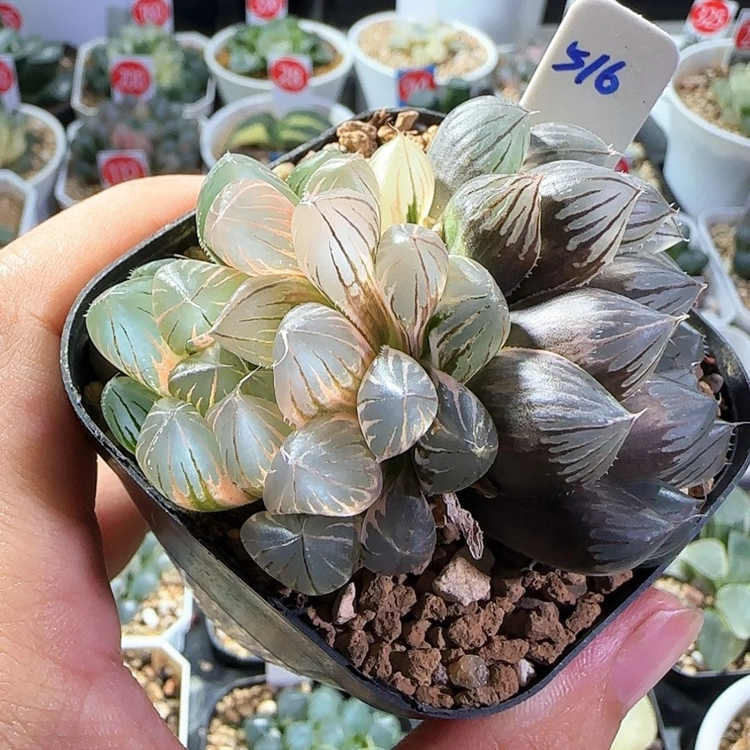 516号双头霓虹灯一物一拍带盆土