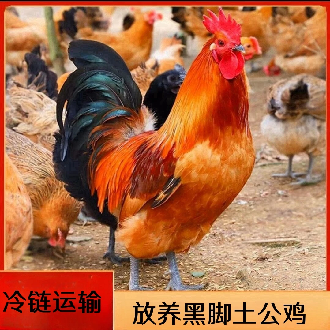 【老李果园】林间散养黑脚公鸡 2只净重共9.5-10斤 冷链运输