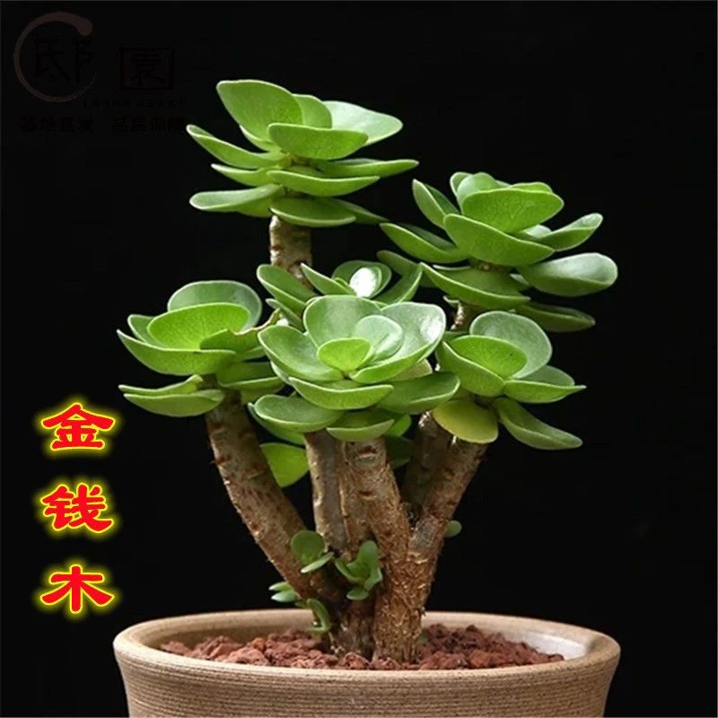 金钱木老桩群生多头多肉植物花卉发财树新手盆栽办公室内