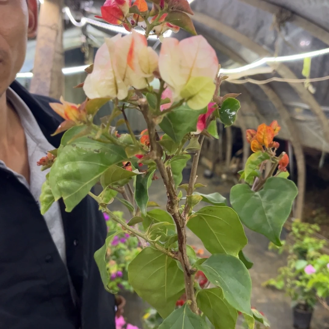 完全开放(迷幻)三角梅会落花落叶会光杆苗有大有小
