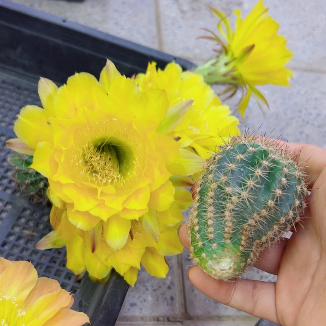 下8彩草果汁歪无根侧芽4公分左右20包邮