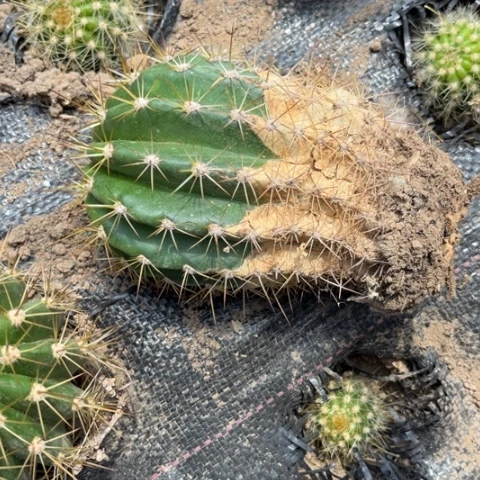 清清170有斑介意勿拍随机