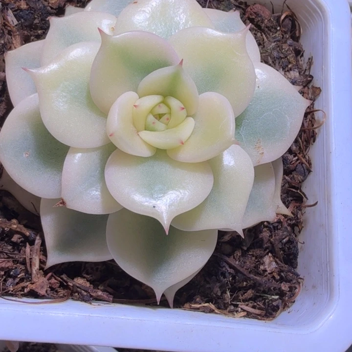 贝加尔湖锦多肉植物
