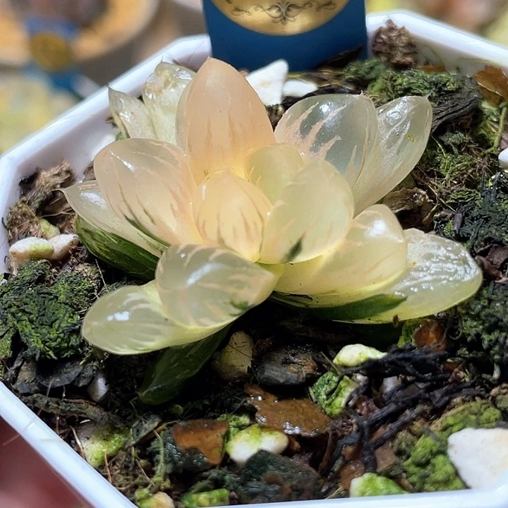 510糊斑北极锦特选福利