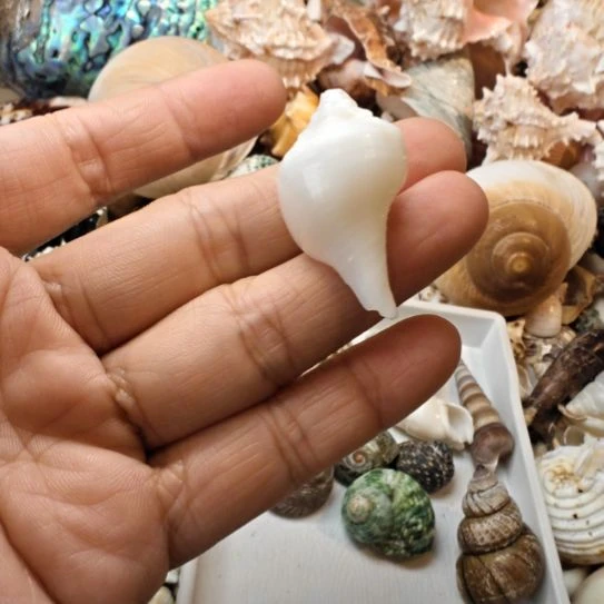 l***a石材天然海螺铅螺