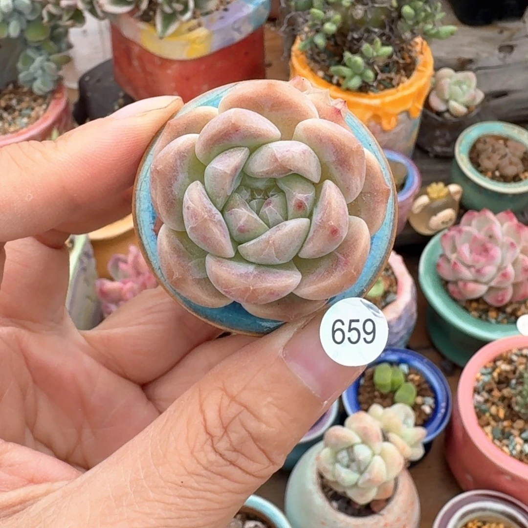 659 含盆土30元包邮➗偏远地区