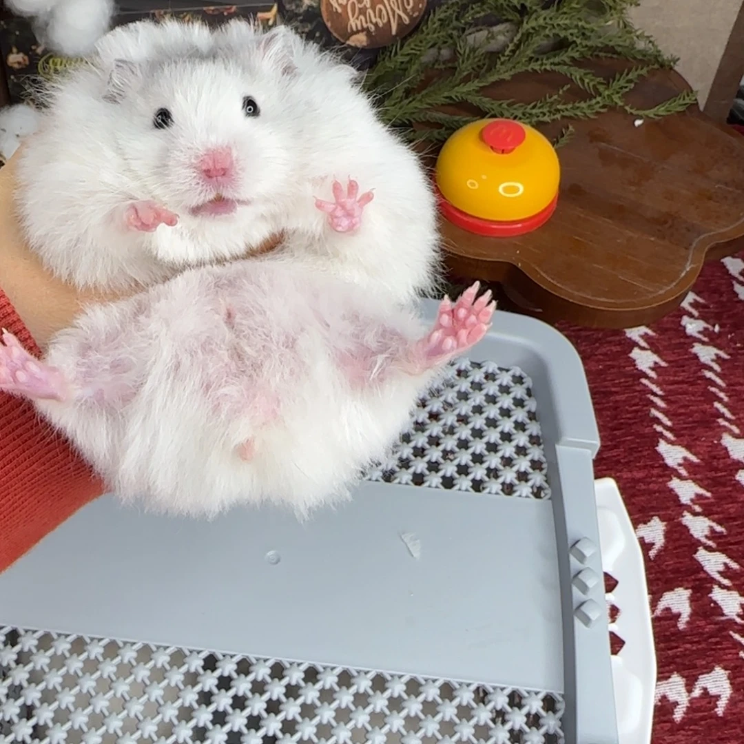 蓝波弟弟10.18生日