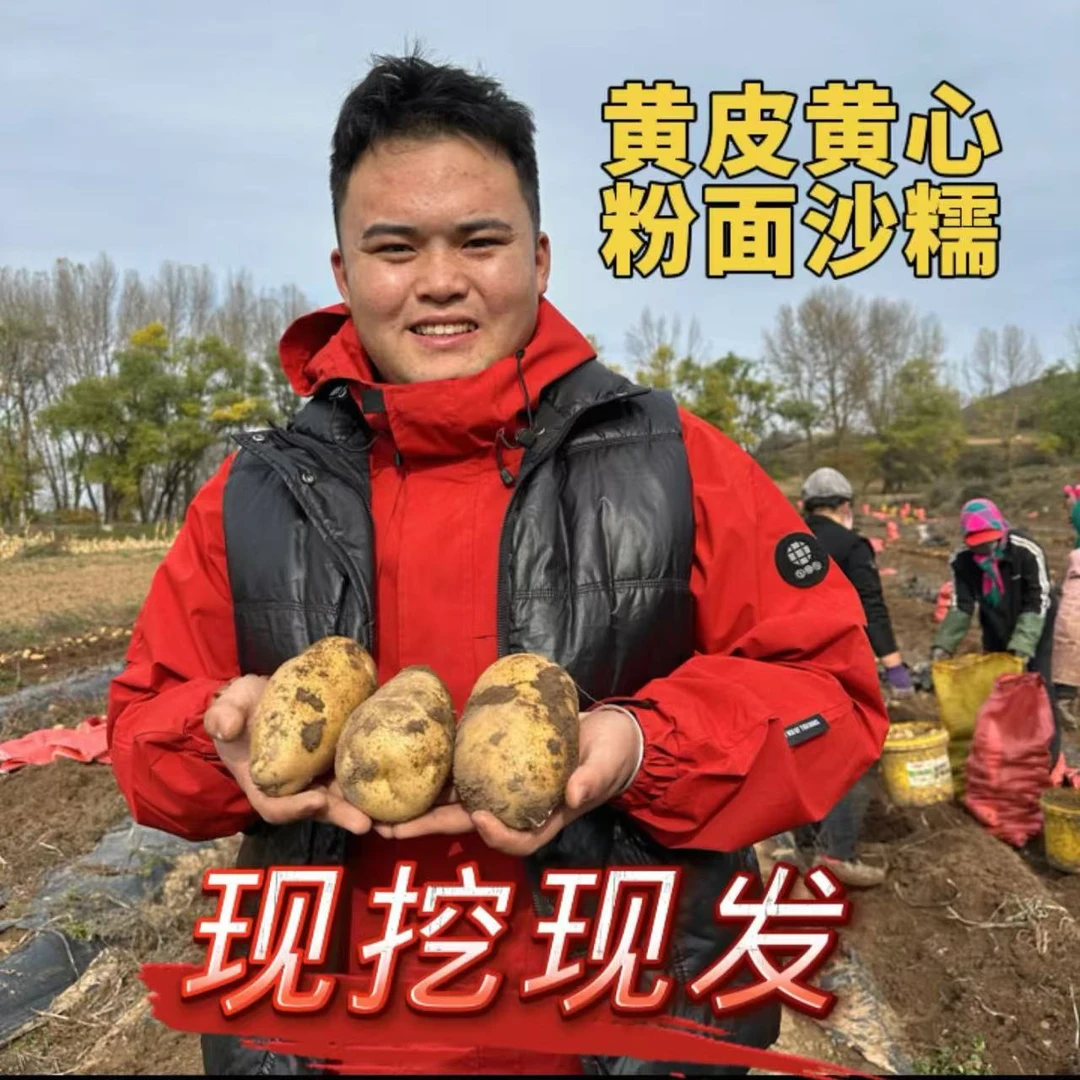 定西黄皮黄心高山旱沙地粉糯25年现挖现发土豆