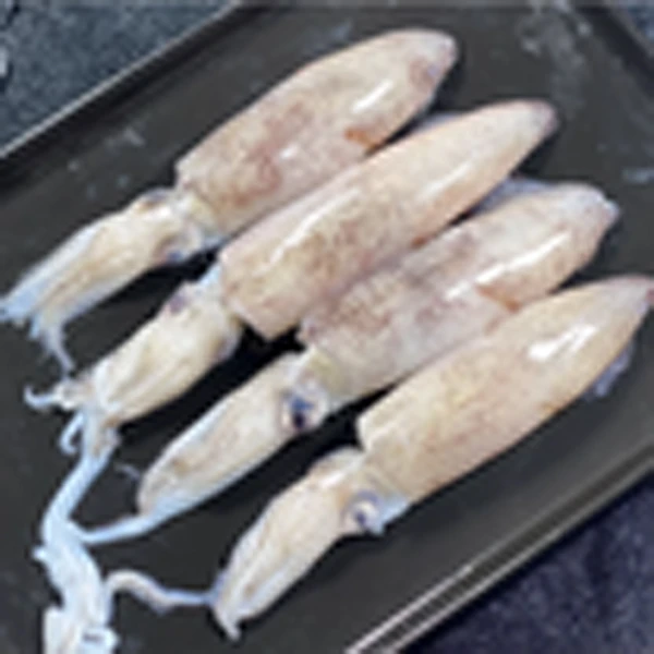 渤海湾新鲜水产鲜活冷冻精选海兔公体笔管鱼