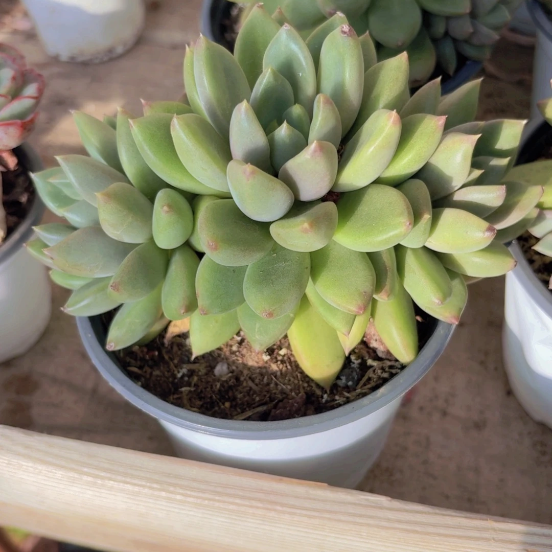 红象牙新疆包邮26.8