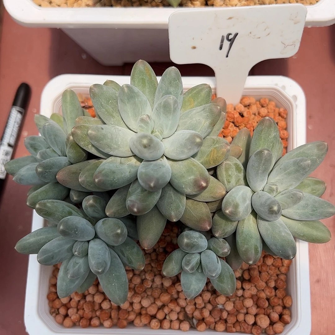 小***猪19号欧若拉多肉植物