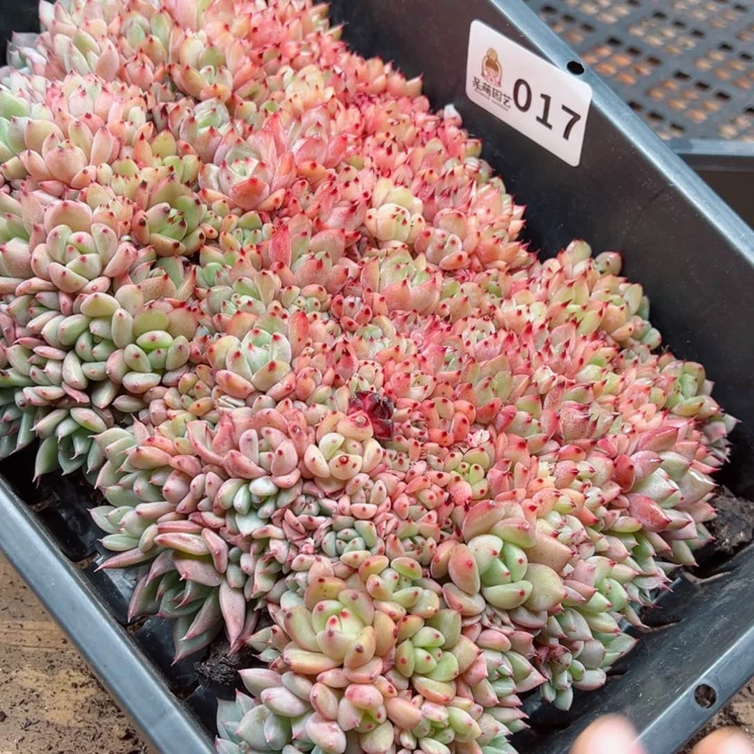 娜多肉植物多肉植物