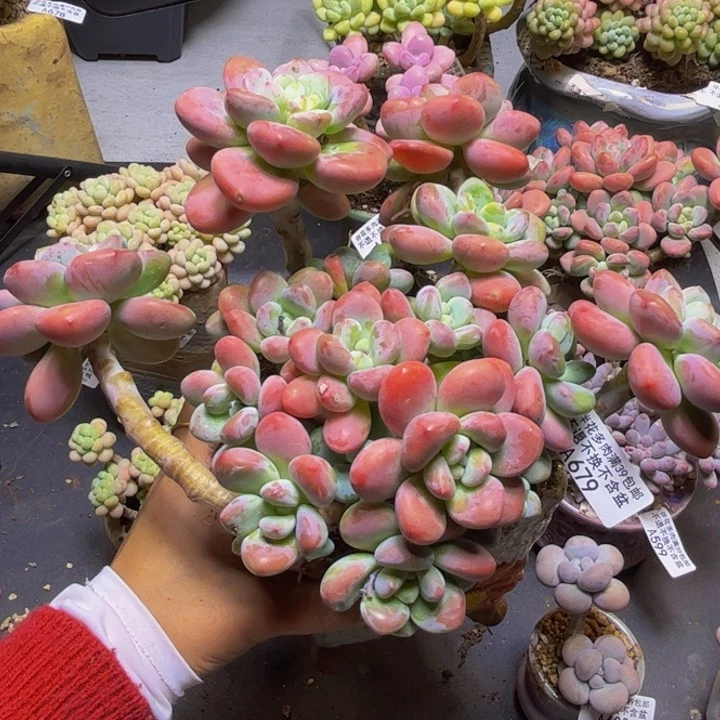 樱花洛神679/16cm多肉