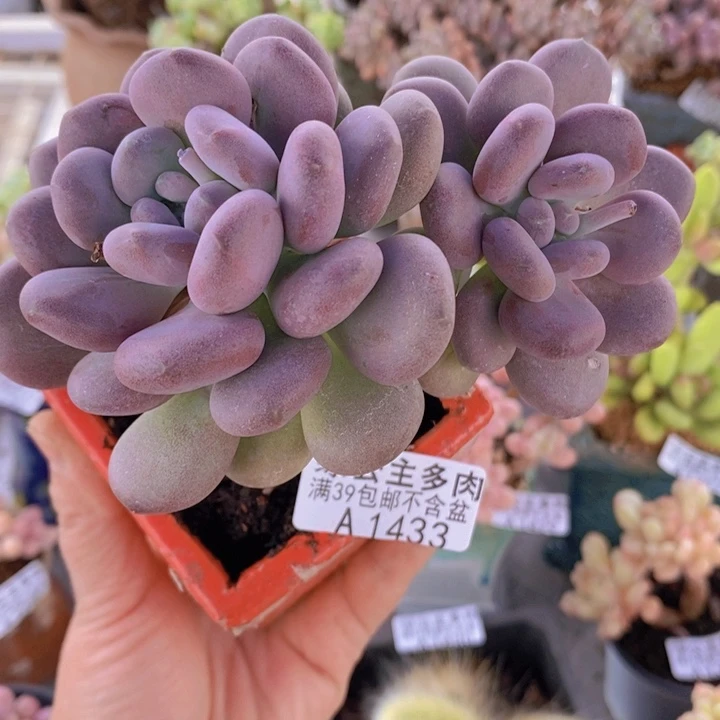 月美人10cm1433多肉植物