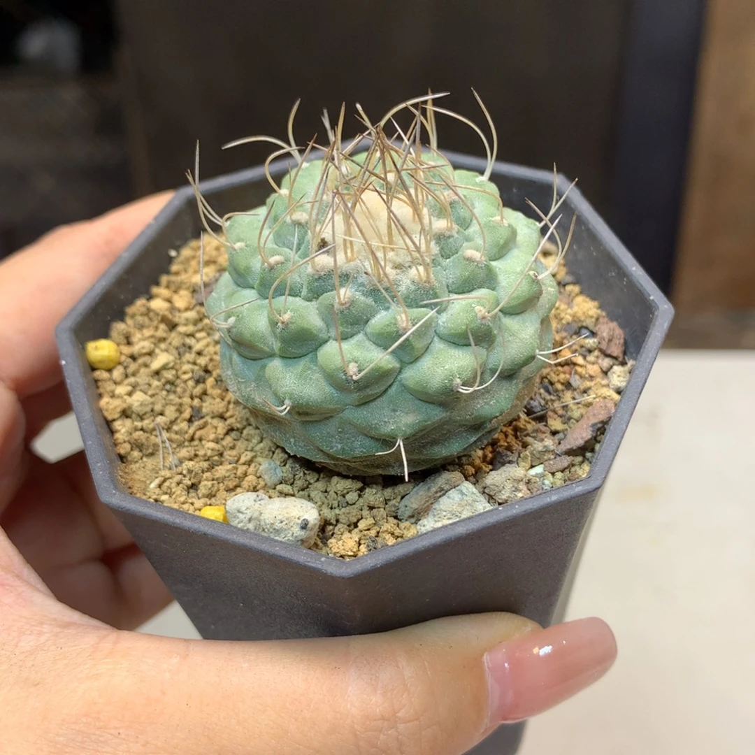 17号  实生菊水4公分 带盆土发货