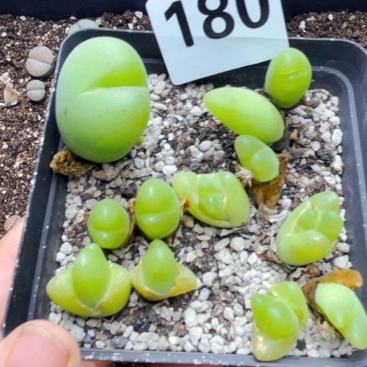 180毛翠滴带盆lllllllll