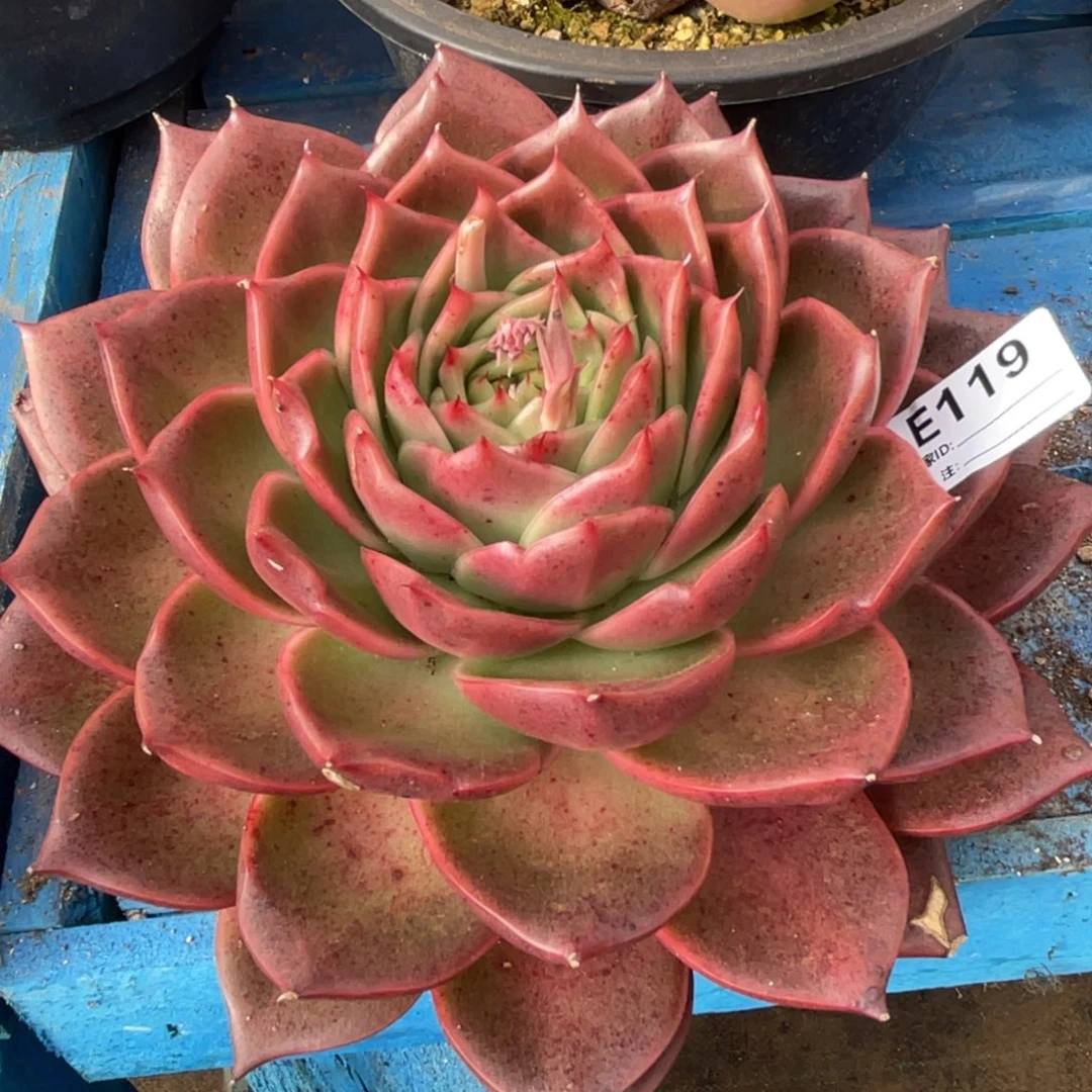 无花朵若如东云单拍E119