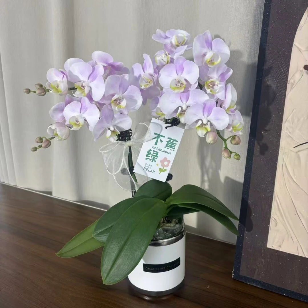 【天使】-蝴蝶兰-花色鲜艳花期长蝴蝶兰盆栽适合桌面摆放观赏