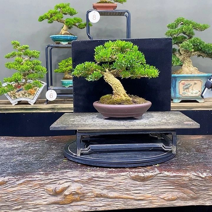 无花朵黄杨盆景四季常青