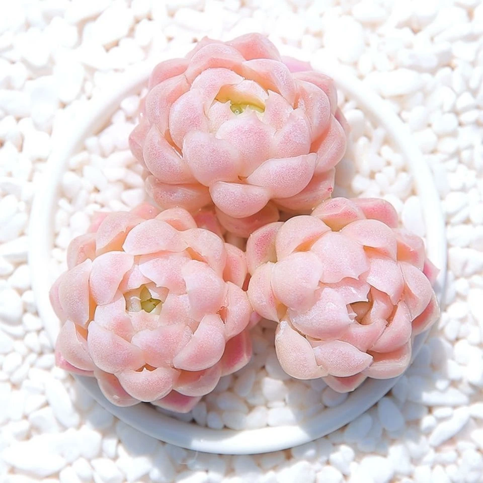 【满9.9包邮】白月影8㎝盆两头起发多肉植物以直播间展示为主