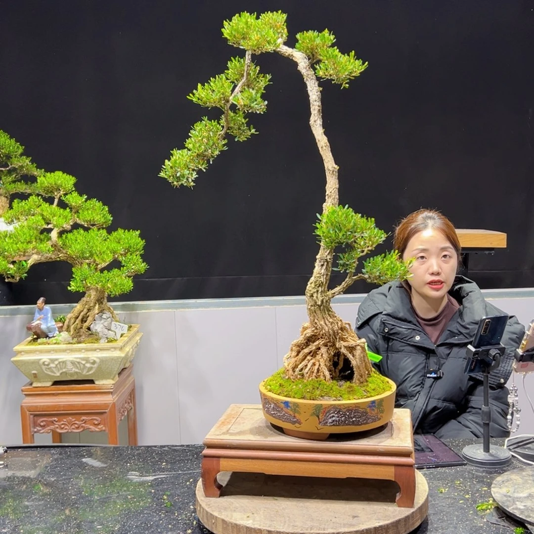 黄杨盆景老桩四季长青