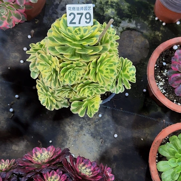 红陶曾**海迈巴2790000