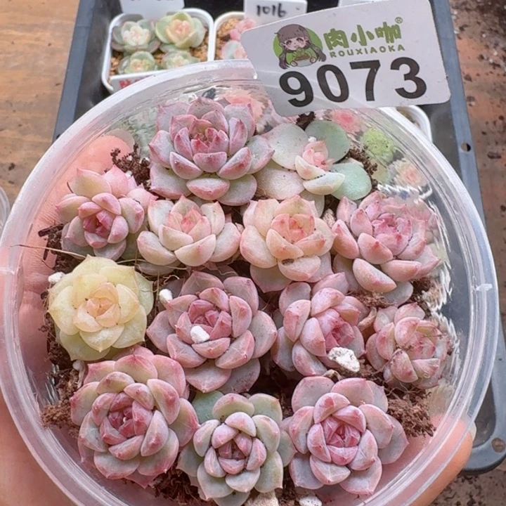多肉植物多肉植物