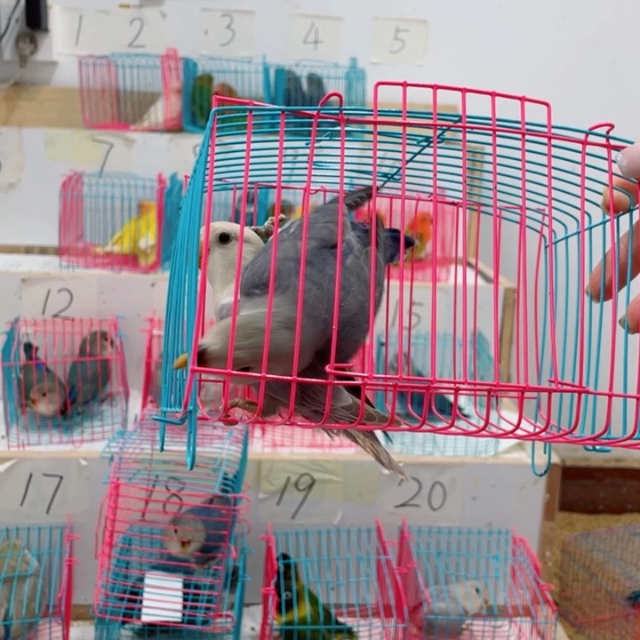 草****牡丹鹦鹉差价