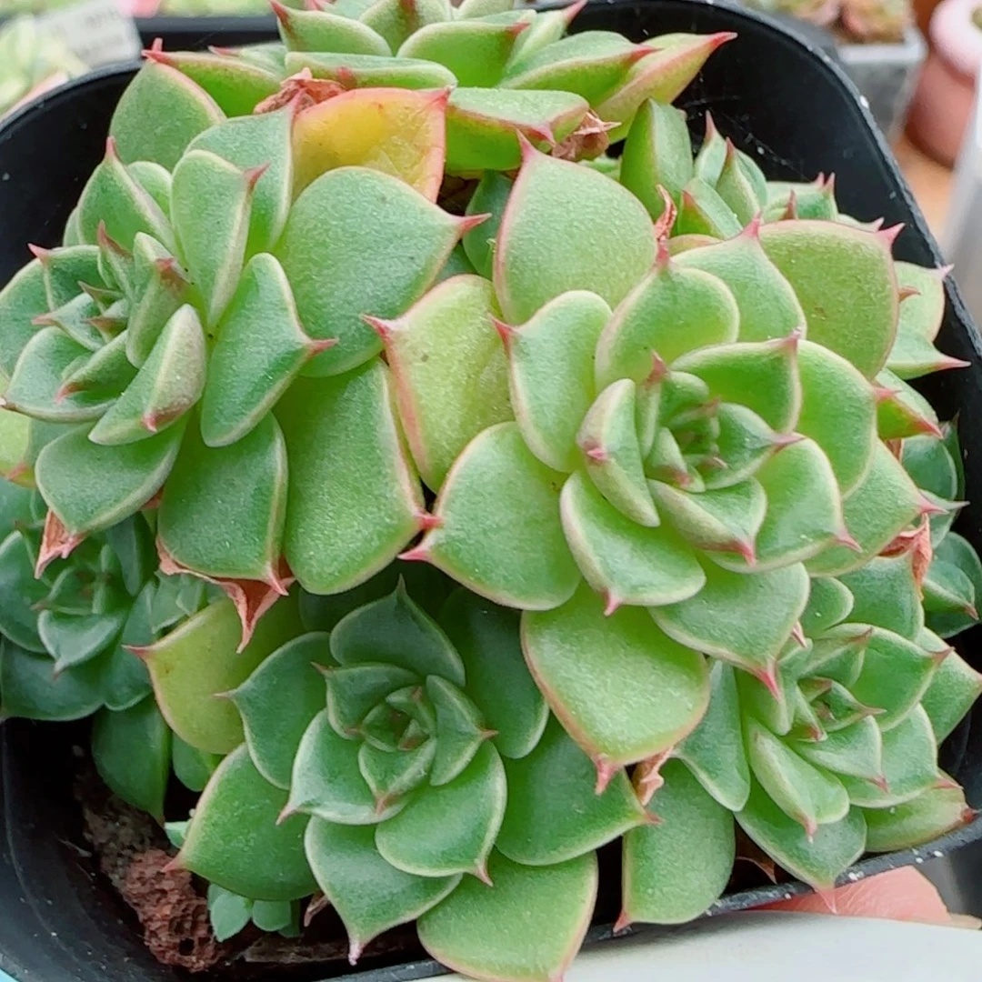 花语逸镜1007-361甜茶