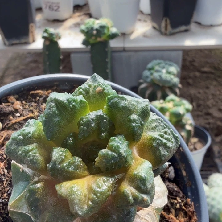 落***尘无花朵476连山黑锦牡丹