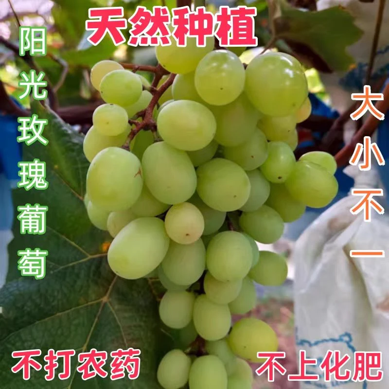 新鲜阳光玫瑰葡萄现摘青提自然熟当季水果无农药化肥可任意做检测