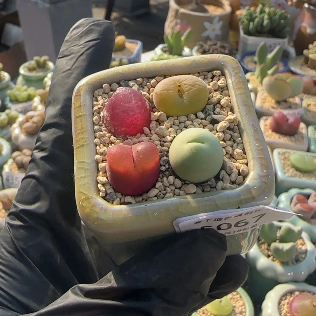 5067--一物一拍 带盆