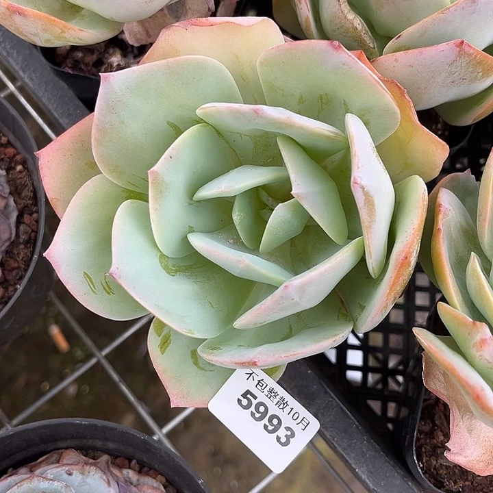 阿雅园艺。       5993白凤