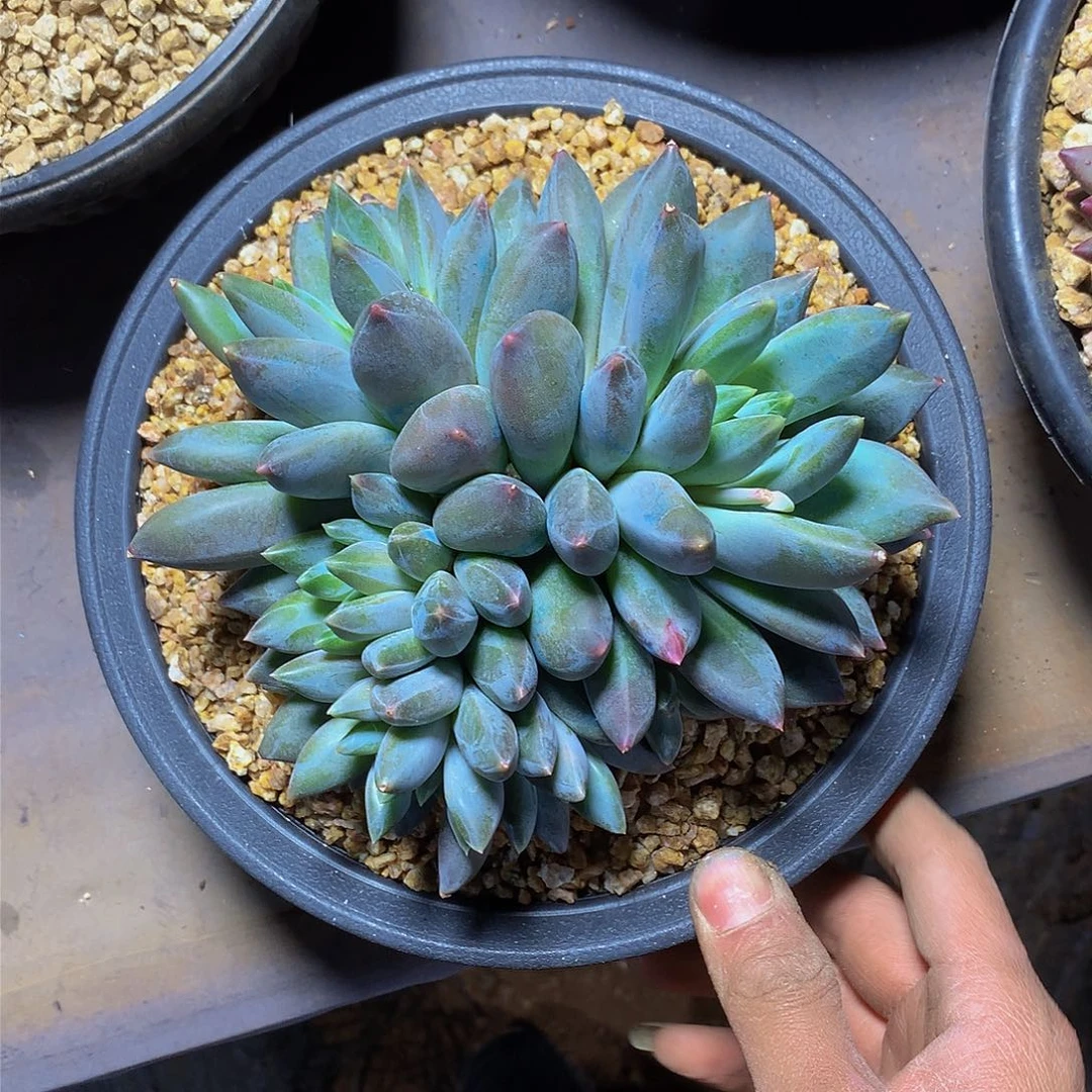 哈****7哈哈哈哈哈哈哈哈哈哈