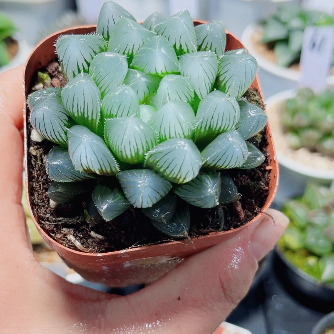 蓝镜玉露多肉植物66666