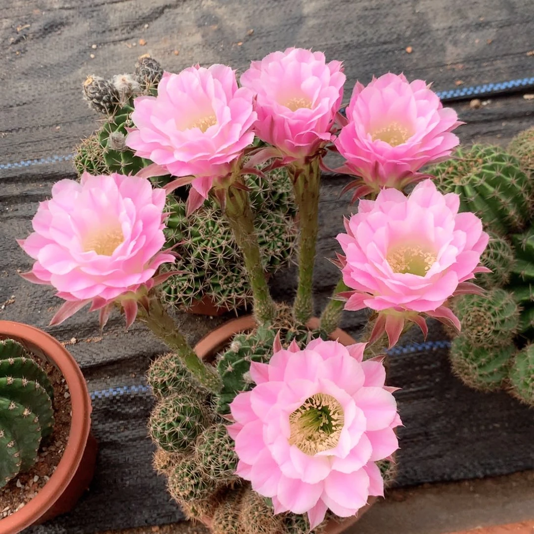 5707实生彩草15公分杯