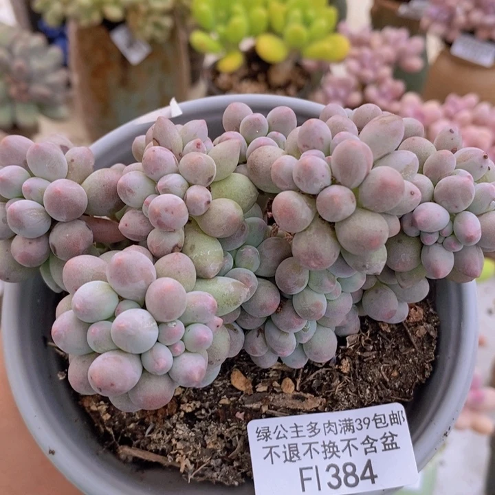 香水手指奶12cm384多肉植物