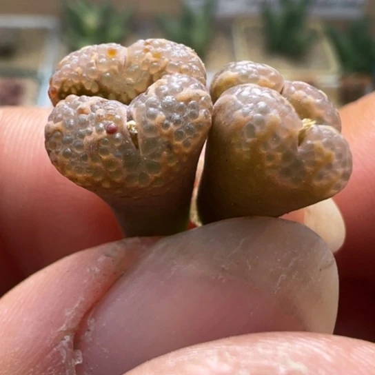 小尺寸福利泡泡勋章939 特价出