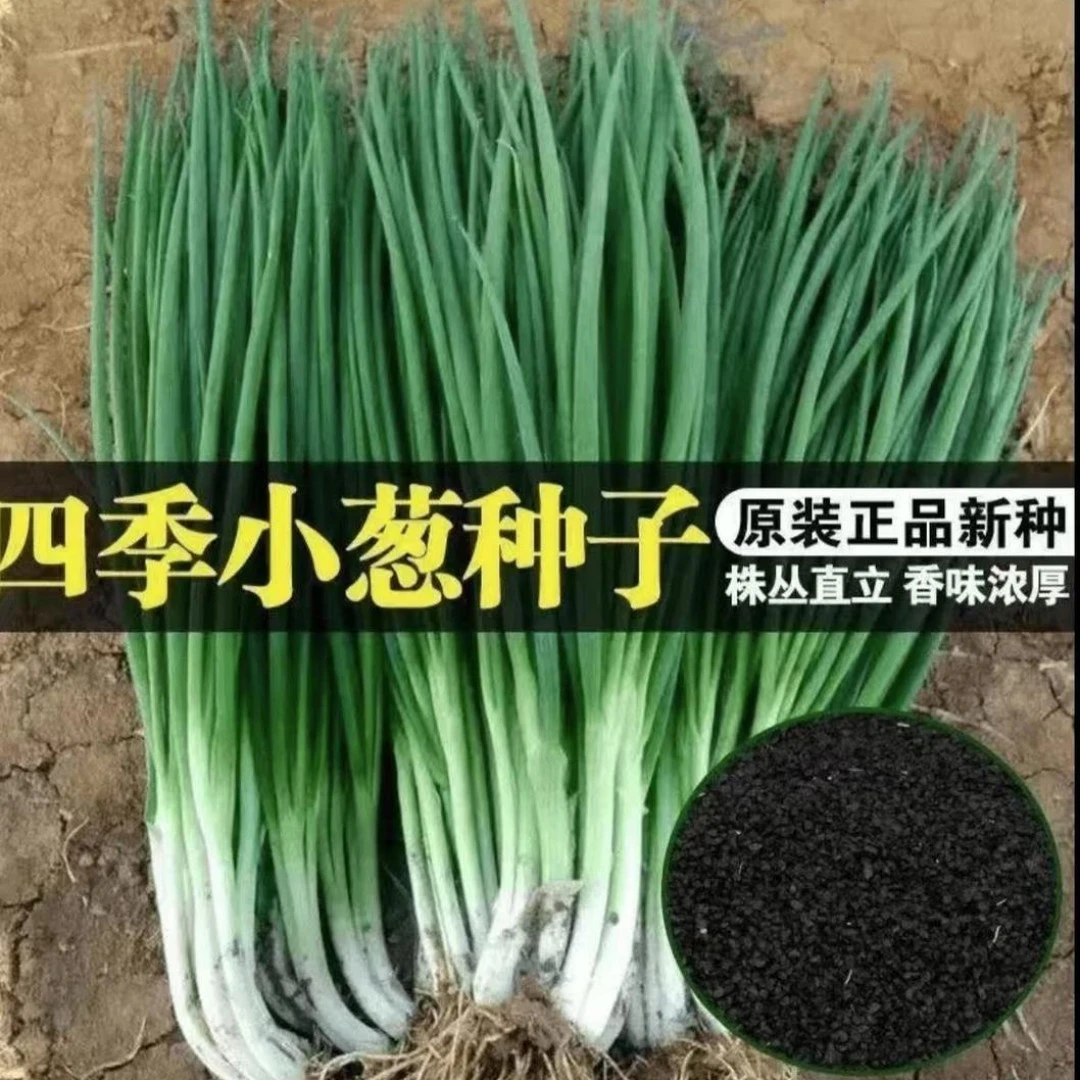 四季小香葱小分葱小葱种籽子阳台盆栽小香葱农家庭院种植蔬菜种籽