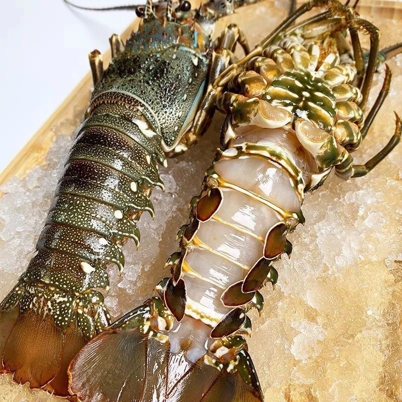 小青龙虾500g大青龙整箱波士顿大龙虾澳龙鲜活10只批发非新鲜海鲜