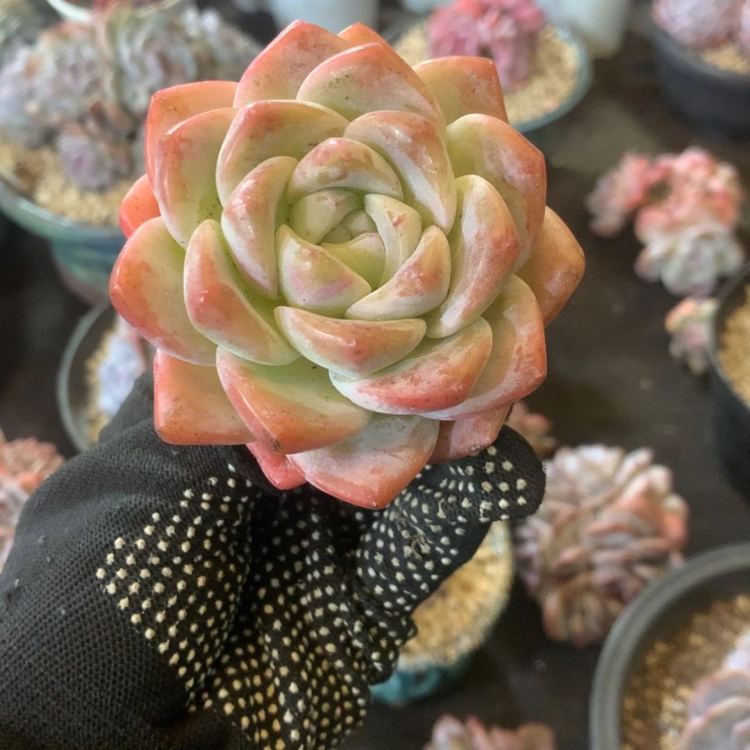 石榴籽哈哈哈哈哈哈哈哈