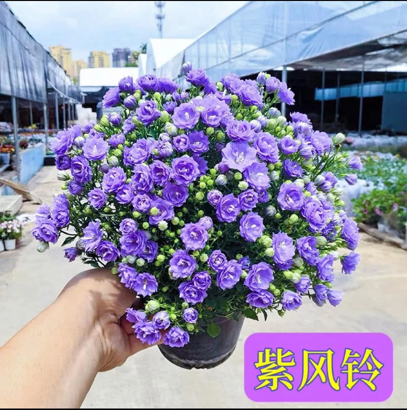 紫风铃梦露多肉植物（带花苞室内养殖四季开花