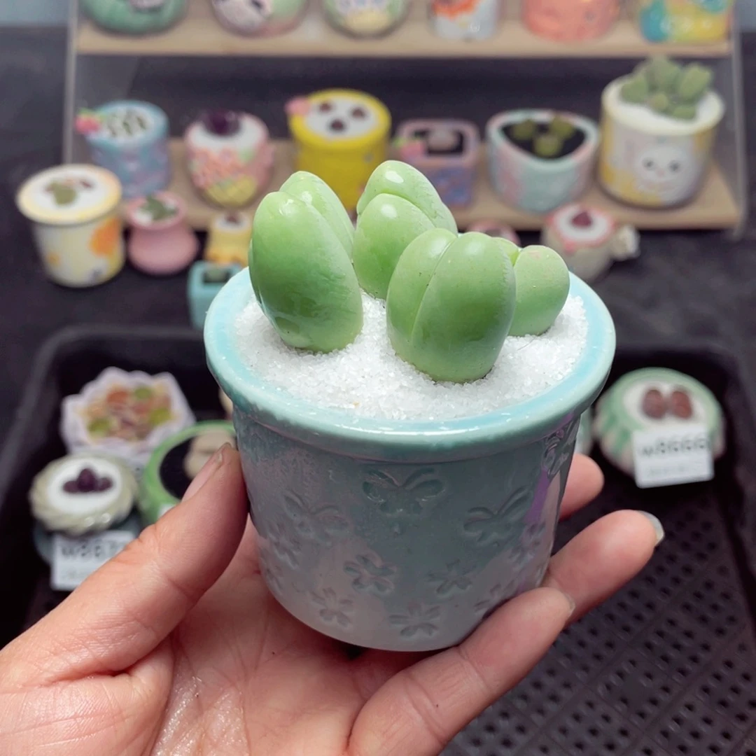 w8674 带盆土发货-零下地区拍保温箱